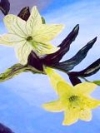 Elizabeth Gawronski - Easter Lillies