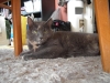 cecilia jadfjorden - My old cat Tjock-is